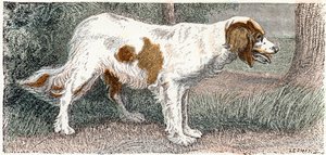 Spagneul (köpek)- "Alfabe hayvanları gösterir" 19. yüzyıl (gravür) by Edouard Travies