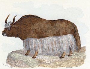 Yack (yak) - "Alfabe hayvanları gösterir" 19. yüzyıl (gravür)
