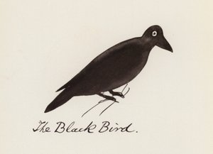 Edward Lear, Kuş Kitabı: Kara Kuş (renkli taş)