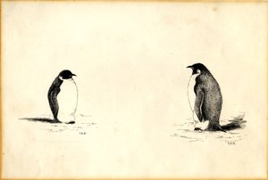 imparator penguenler