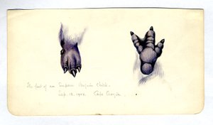 Bir imparator penguen piliç ayağının iki çalışması, 1901-04 (kağıt üzerinde wc) by Edward Adrian Wilson