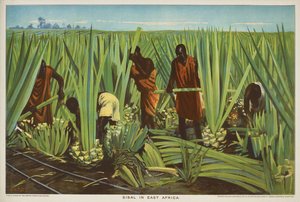 Doğu Afrika'da Sisal, 'Empire Trade is Growing' serisinden