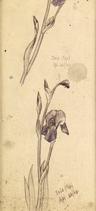 Süsen, 1869 by Edward Burne Jones
