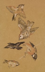 Yolcuya liderlik eden aşk - Kuşların İncelenmesi: Finches, 1897 by Edward Burne Jones