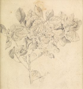 Elma bahçesi için çalışma by Edward Burne Jones