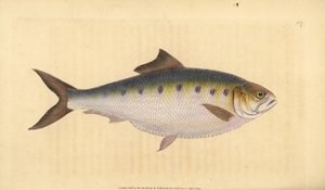 Allis shad, Alosa alosa (Shad, Clupea alosa). Edward Donovan tarafından Natural History of British Fishes, Donovan ve F.C. ve J. Rivington, Londra by Edward Donovan