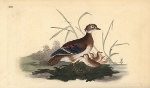 Amerikan tahta ördeği (dişi ve genç). Edward Donovan tarafından kendi “Natural History of British Birds” Londra kitabından çizilip kazınmış, elle boyanmış bakır levha by Edward Donovan