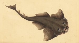 Angelshark, Squatina squatina. Critically endangered. (Angel shark, Squallus squatinus). Handcoloured copperplate drawn and engraved by Edward Donovan from his Natural History of British Fishes, Donovan and F.C. and J. Rivington, London