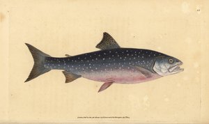 Arctic char, Salvelinus alpinus alpinus (Alp somonu, Salmo alpinus). Edward Donovan tarafından Natural History of British Fishes, Donovan ve F.C. ve J. Rivington, Londra by Edward Donovan