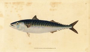 Atlantik uskumru, Scomber scombrus (Mackarel, Scomber scomber). Edward Donovan tarafından Natural History of British Fishes, Donovan ve F.C. ve J. Rivington, Londra by Edward Donovan