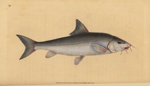Barbel, bearded bearded (Cyprinus bearded). Handcoloured copperplate drawn and engraved by Edward Donovan from his Natural History of British Fishes, Donovan and F.C. and J. Rivington, London by Edward Donovan
