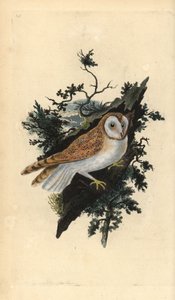 Peçeli baykuş, Tyto alba. Edward Donovan tarafından kendi “Natural History of British Birds” Londra kitabından çizilip kazınmış, elle boyanmış bakır levha by Edward Donovan