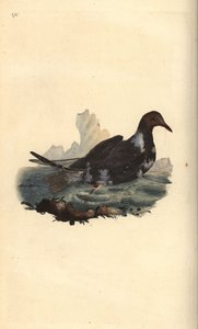 Kara başlı martı, Chroicocephalus ridibundus, kahverengi başlı yaz tüylerinde. Edward Donovan tarafından kendi “Natural History of British Birds” adlı Londra kitabından çizilip kazınmış, elle boyanmış bakır levha by Edward Donovan
