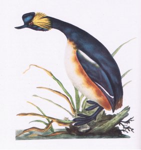 Kara Boyunlu Batağan, İngiltere
