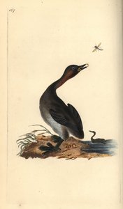 Siyah çene batağı, Podiceps hebridicus. (Küçük batağan, Tachybaptus ruficollis?) Edward Donovan tarafından Londra