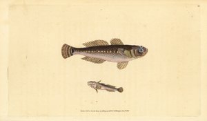 Kara kayabalığı, Gobius niger. Edward Donovan tarafından Natural History of British Fishes, Donovan ve F.C. ve J. Rivington, Londra by Edward Donovan