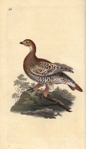 Kara orman tavuğu veya kara oyun, Tetrao tetrix. Edward Donovan tarafından kendi “Natural History of British Birds” Londra kitabından çizilip kazınmış, elle boyanmış bakır levha by Edward Donovan