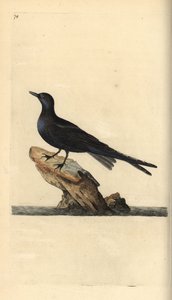 Kara sumru, Chlidonias niger. Edward Donovan tarafından kendi “Natural History of British Birds” Londra kitabından çizilip kazınmış, elle boyanmış bakır levha by Edward Donovan