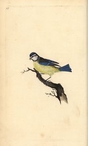 Mavi Baştankara, Cyanistes caeruleus. Edward Donovan tarafından kendi “Natural History of British Birds” Londra kitabından çizilip kazınmış, elle boyanmış bakır levha by Edward Donovan