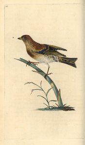 Brambling, Fringilla montifringilla. Edward Donovan tarafından kendi “Natural History of British Birds” Londra kitabından çizilip kazınmış, elle boyanmış bakır levha by Edward Donovan