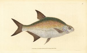 Çipura, Abramis brama (Cyprinus brama). Edward Donovan tarafından Natural History of British Fishes, Donovan ve F.C. ve J. Rivington, Londra by Edward Donovan