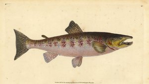 Kahverengi alabalık, Salmo trutta fario (Alabalık, Salmo fario). Edward Donovan tarafından Natural History of British Fishes, Donovan ve F.C. ve J. Rivington, Londra by Edward Donovan