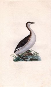 Castagny bataklığı. Tachybaptus ruficollis (Podiceps nigricans). İngiliz Kuşlarının Natural History, Londra