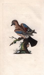 Chenes Jay. Garrulus glandarius (Corvus glandarius). İngiliz Kuşlarının Natural History, Londra