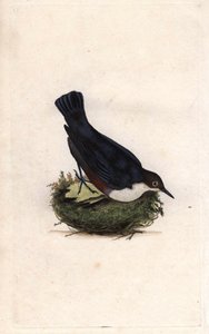 Cincle dalgıcı. Cinclus cinclus (Sturnus cinclus). İngiliz Kuşlarının Natural History, Londra