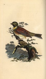 Kiraz kuşu, Emberiza cirlus. Edward Donovan tarafından kendi “Natural History of British Birds” Londra kitabından çizilip kazınmış, elle boyanmış bakır levha by Edward Donovan