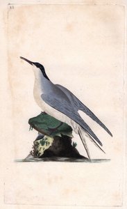 Ortak Sumru. Sterna hirundo. İngiliz Kuşlarının Natural History, Londra
