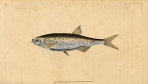 Yaygın kasvetli, Alburnus alburnus (Cyprinus alburnus). Edward Donovan tarafından Natural History of British Fishes, Donovan ve F.C. ve J. Rivington, Londra by Edward Donovan