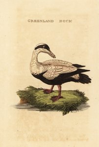 Ortak eider, Somateria mollissima by Edward Donovan