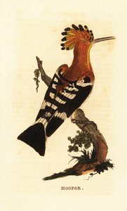 Ortak ibibik, Upupa destanları by Edward Donovan