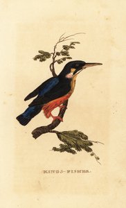 Adi yalıçapkını, Alcedo atthis by Edward Donovan