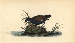 Langhali, Clangula hyemalis. Varnarlaus. Handlituð koparplata teiknuð og grafin af Edward Donovan úr eigin „Natural History of British Birds“, London by Edward Donovan