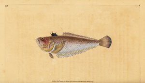Yaygın ya da daha büyük, Trachinus draco. Edward Donovan tarafından Natural History of British Fishes, Donovan ve F.C. ve J. Rivington, Londra by Edward Donovan