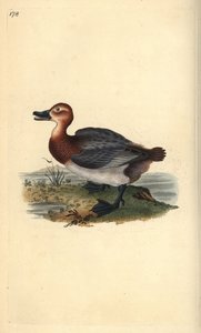 Common pochard or red-headed wigeon, Aythra ferina (female). Handcoloured copperplate drawn and engraved by Edward Donovan from his own “Natural History of British Birds,” London by Edward Donovan