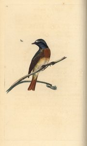 Ortak kızılkuyruk, Phoenicurus phoenicurus. Edward Donovan tarafından kendi “Natural History of British Birds” Londra kitabından çizilip kazınmış, elle boyanmış bakır levha by Edward Donovan