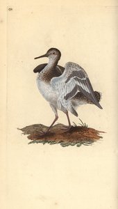 Ortak kum kuşu, Actitis hypoleucos. Edward Donovan tarafından kendi “Natural History of British Birds” Londra kitabından çizilip kazınmış, elle boyanmış bakır levha by Edward Donovan