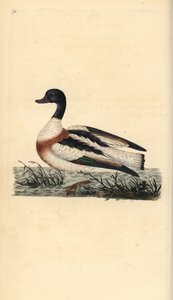 Ortak shelduck, Tadorna tadorna. Edward Donovan tarafından kendi “Natural History of British Birds” Londra kitabından çizilip kazınmış, elle boyanmış bakır levha by Edward Donovan