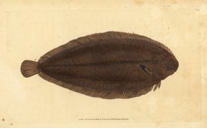 Ortak taban veya Dover taban, Solea solea (Pleuronectes solea). Edward Donovan tarafından Natural History of British Fishes, Donovan ve F.C. ve J. Rivington, Londra by Edward Donovan