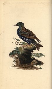 Adi sığırcık, Sturnus vulgaris. Edward Donovan tarafından kendi “Natural History of British Birds” Londra kitabından çizilip kazınmış, elle boyanmış bakır levha by Edward Donovan