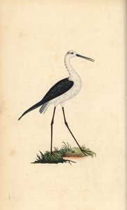 Common stilt, Himantopus himantopus. Handcoloured copperplate drawn and engraved by Edward Donovan from his own “Natural History of British Birds,” London by Edward Donovan