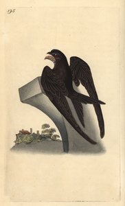 Nathaniel Prentiss Banks (leturgröftur) by Edward Donovan