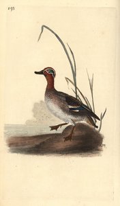 Deniz mavisi, Anas crecca, erkek. Edward Donovan tarafından kendi “Natural History of British Birds” Londra kitabından çizilip kazınmış, elle boyanmış bakır levha by Edward Donovan