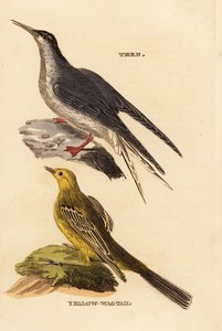 Ortak sumru, Sterna hirundo ve sarı kuyruksallayan, Motacilla flava by Edward Donovan