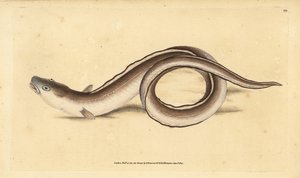 Conger eel, Muraena conger. Handcoloured copperplate drawn and engraved by Edward Donovan from his Natural History of British Fishes, Donovan and F.C. and J. Rivington, London by Edward Donovan