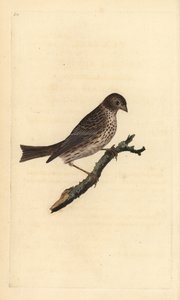Mısır kiraz kuşu, Miliaria calandra. Edward Donovan tarafından kendi “Natural History of British Birds” Londra kitabından çizilip kazınmış, elle boyanmış bakır levha by Edward Donovan