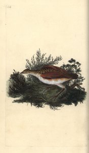 Mısır kraker, Crex crex. Yakın tehdit. Edward Donovan tarafından kendi “Natural History of British Birds” Londra kitabından çizilip kazınmış, elle boyanmış bakır levha by Edward Donovan